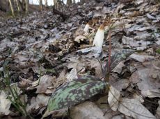 Erythronium-caucasicum_бутоны